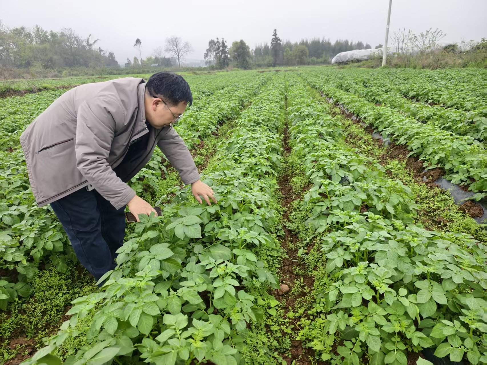 县推广站站长、高级农艺师陶尚林实地了解马铃薯长势.jpg