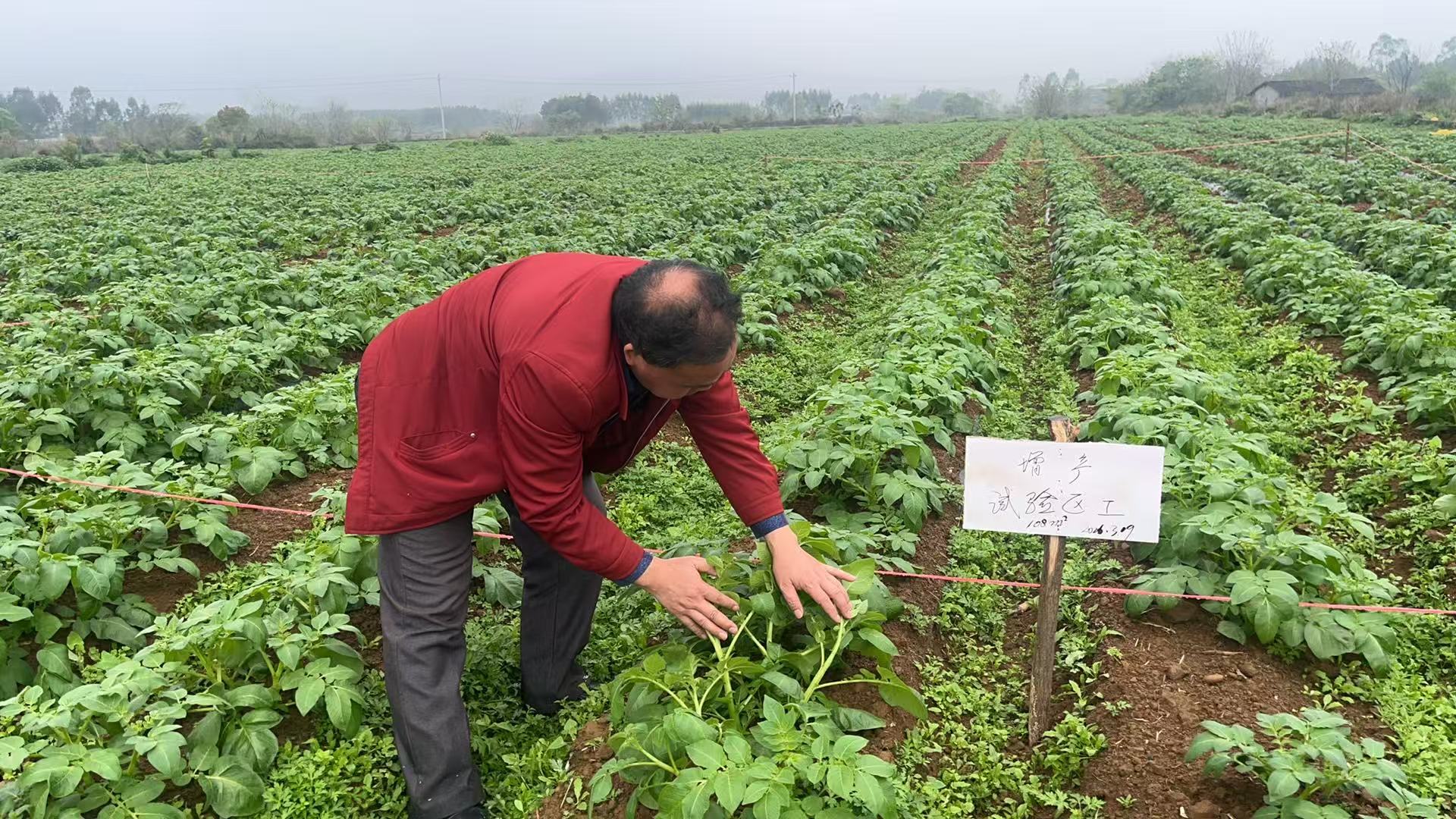 高级农艺师肖石明实地收集丰产试验数据.jpg